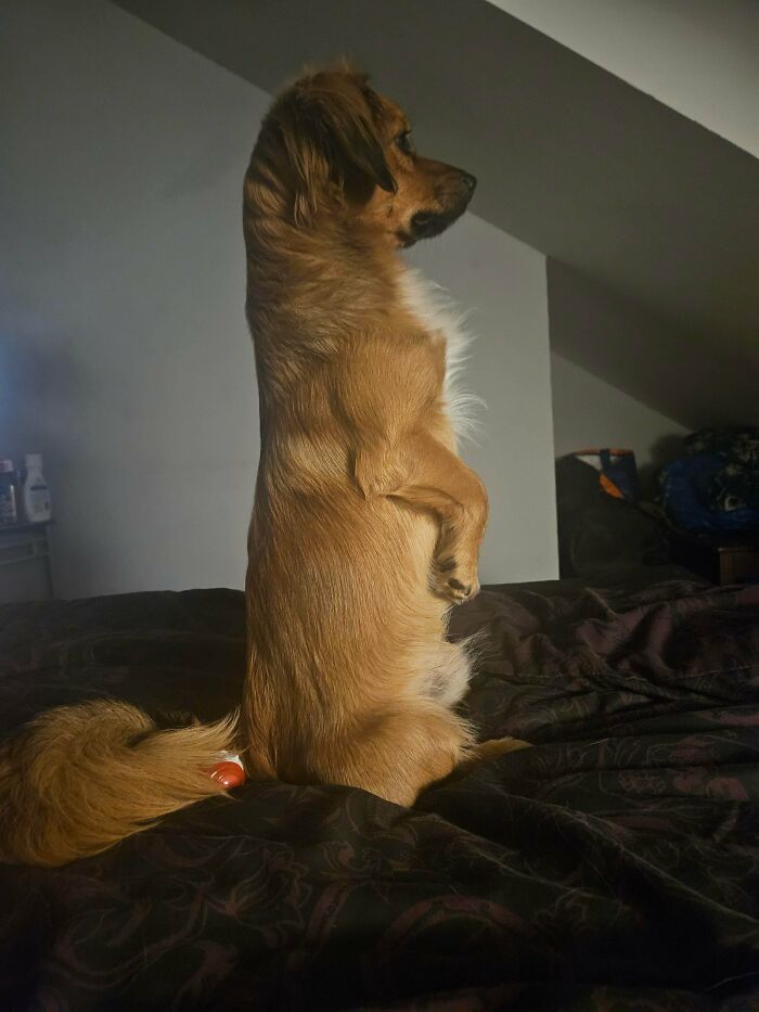 Small brown dog sitting upright on a bed indoors, illustrating how dogs make our lives better with their charming behavior.