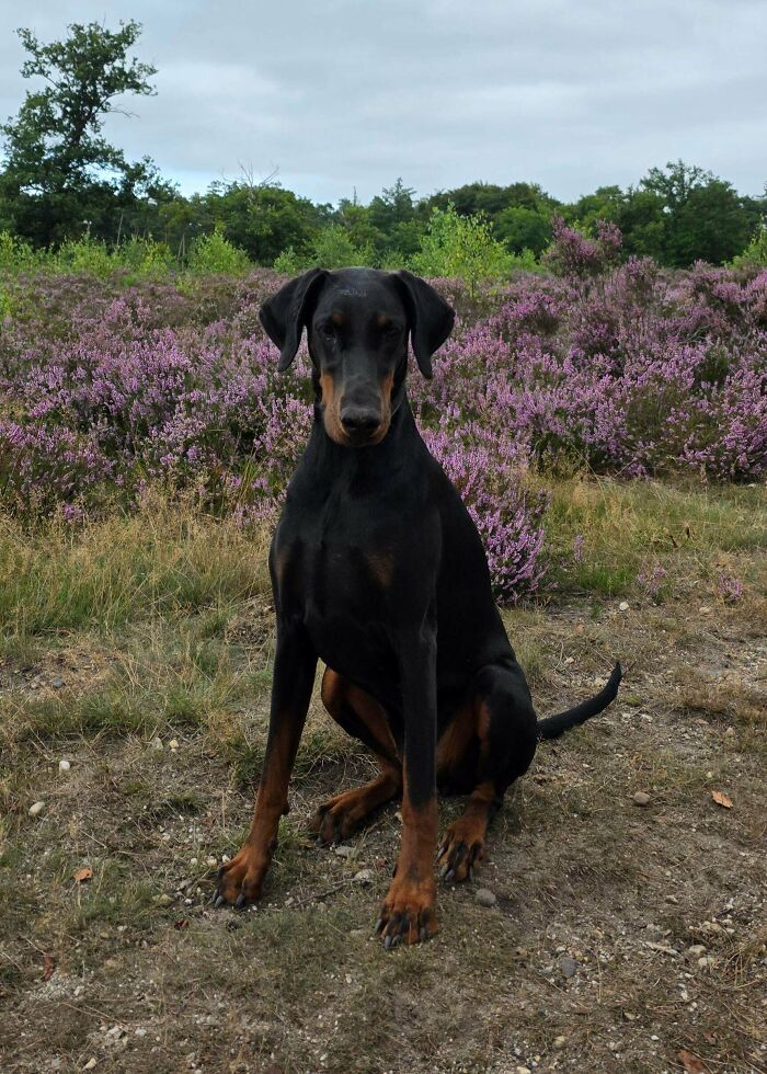 Doberman sitting outdoors near purple flowers in a natural setting, showing how dogs make our lives better.