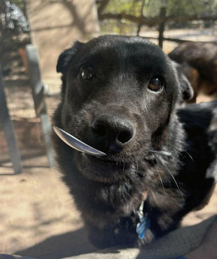 Black dog holding a spoon in its mouth outdoors, showing playful and loving moments that prove dogs make our lives better.