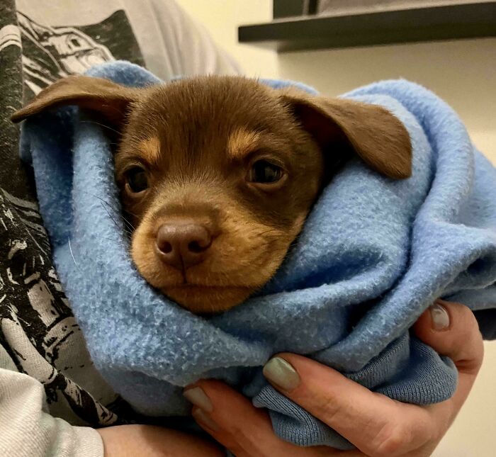Small brown puppy wrapped in a blue blanket, being gently held, showing how dogs make our lives better.