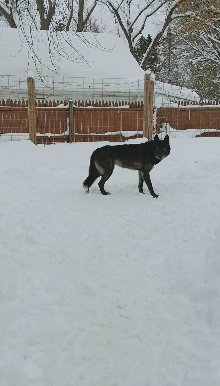 Black dog standing in a snowy backyard with wooden fence and snow-covered house, showing dogs make our lives better.