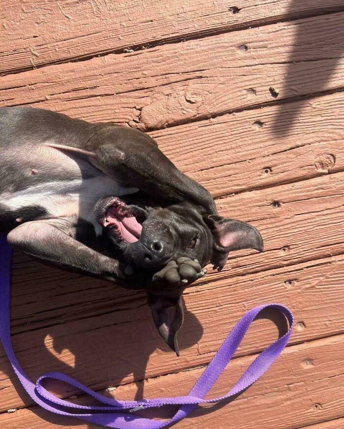 Black dog playfully lying on wooden deck with purple leash, showing joyful expression that proves dogs make our lives better.
