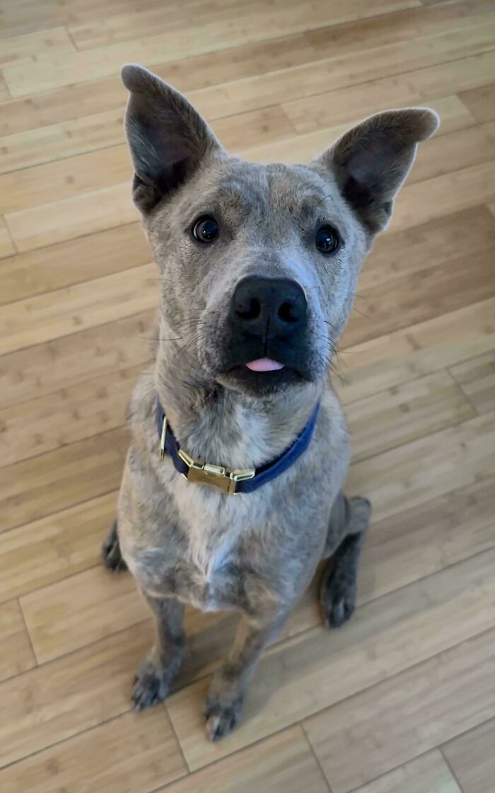 Brindle dog with upright ears and a blue collar sitting on a wooden floor showing a small tongue.