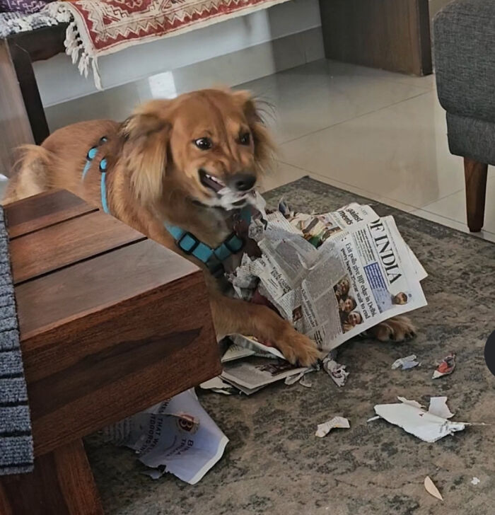 Brown dog wearing a harness tearing up newspaper indoors, showing playful behavior that proves dogs make our lives better.