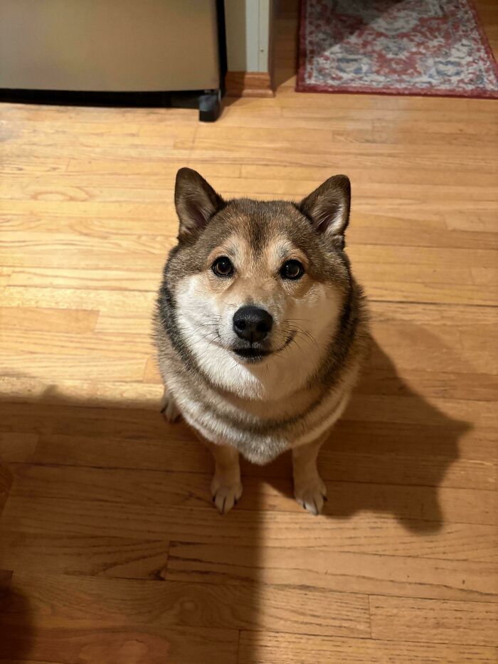 Small dog sitting on wooden floor looking up with attentive eyes, showing how dogs make our lives better.