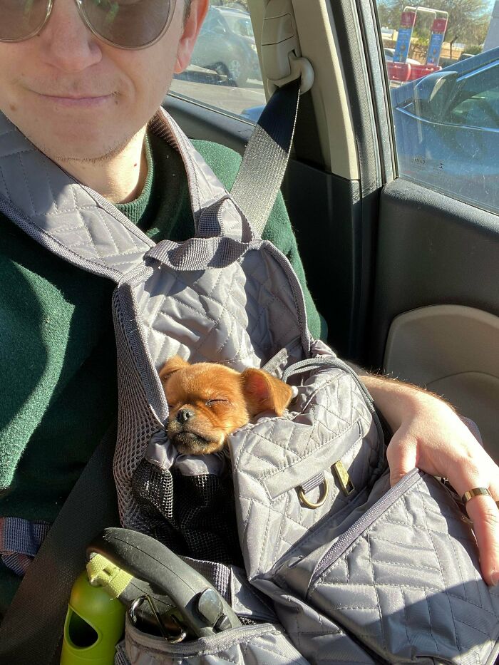 Man wearing sunglasses carrying a small sleeping dog in a front pet carrier inside a car, showing how dogs make our lives better