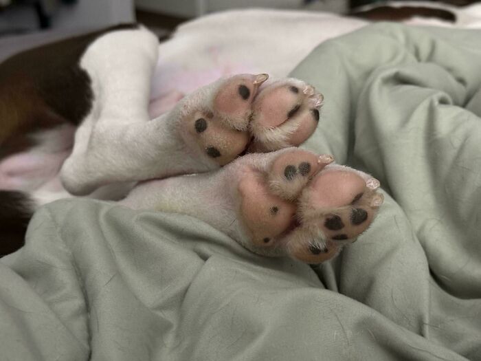 Close-up of dog paws resting on a soft blanket, illustrating how dogs make our lives better with their presence.