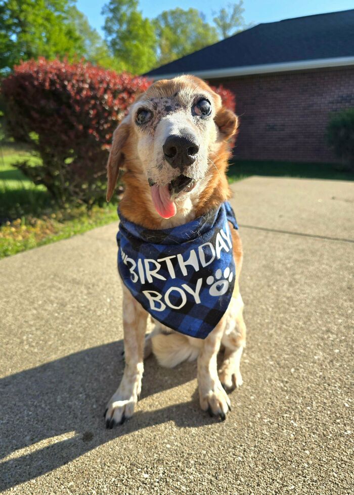 Senior dog wearing birthday bandana sitting outdoors on sunny day, showing how dogs make our lives better.