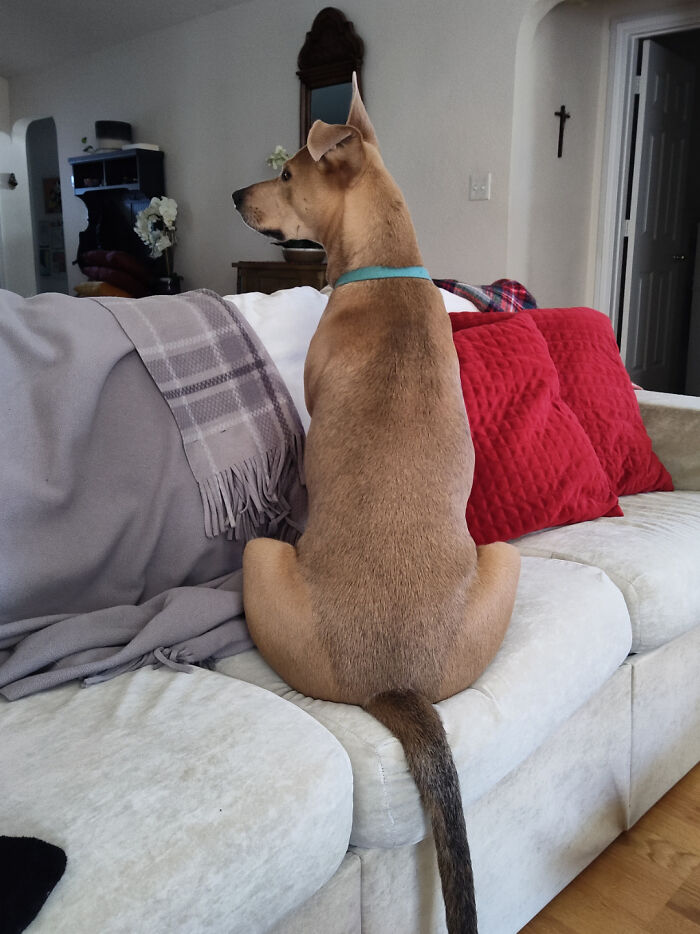 Dog sitting on a couch with red pillows and a gray blanket, showing how dogs make our lives better.