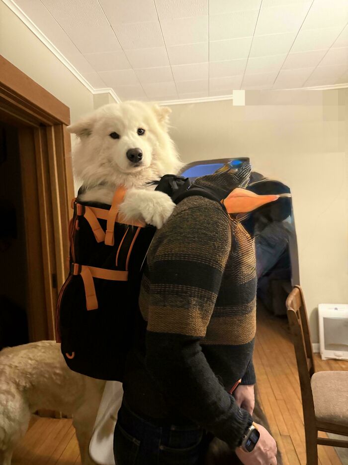 A person carrying a fluffy white dog in a backpack indoors, showcasing how dogs make our lives better.