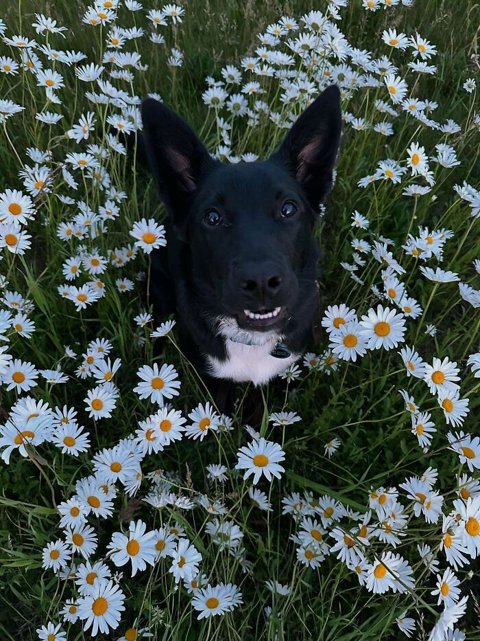 Black dog with white chest sitting among white daisies, showcasing how dogs make our lives better and bring joy.