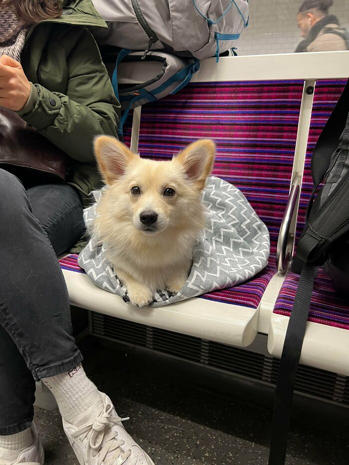Small dog wrapped in a blanket sitting on a train seat next to a passenger, showing how dogs make our lives better.