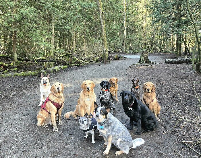 A group of various dog breeds sitting attentively on a forest trail surrounded by trees and greenery.