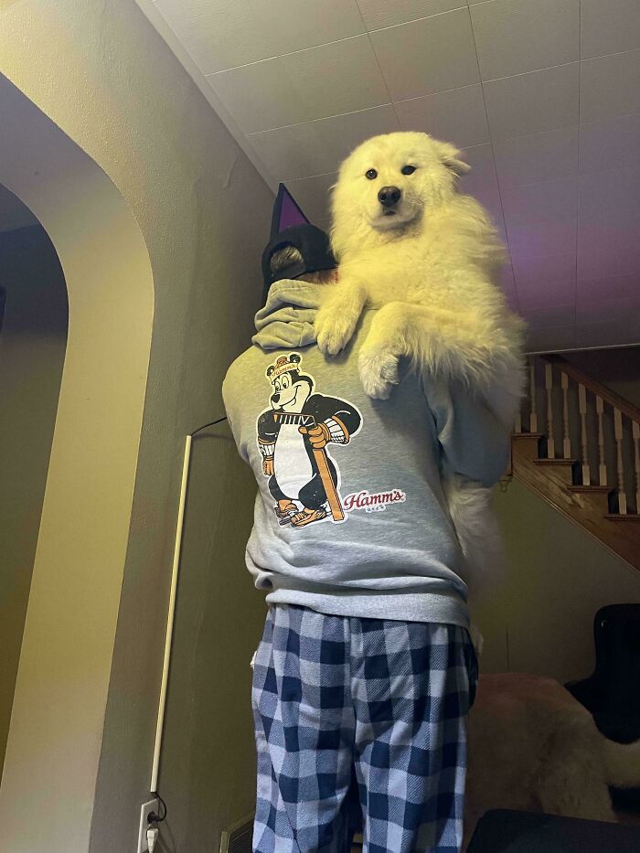Person carrying a large fluffy white dog indoors, showing how dogs make our lives better with joyful companionship.