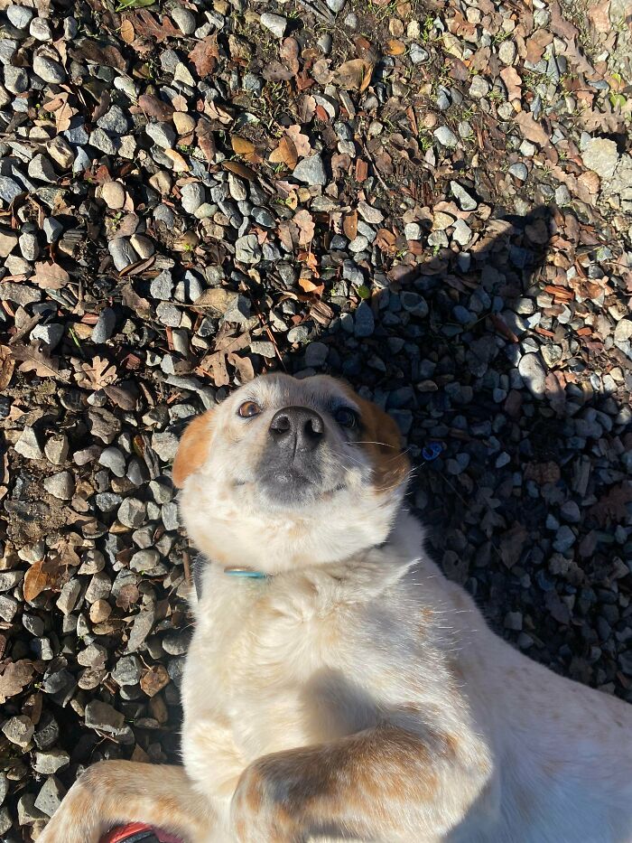 Light-colored dog lying on gravel looking up, showing how dogs make our lives better with joyful companionship.