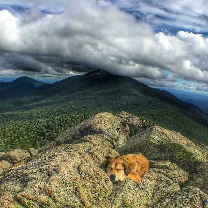 Dog resting peacefully on rocky mountain peak surrounded by forest and dramatic cloudy sky, showcasing how dogs make life better.