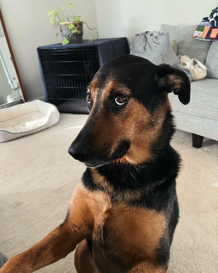 Friendly dog indoors with soulful eyes showing how dogs make our lives better in a cozy home setting