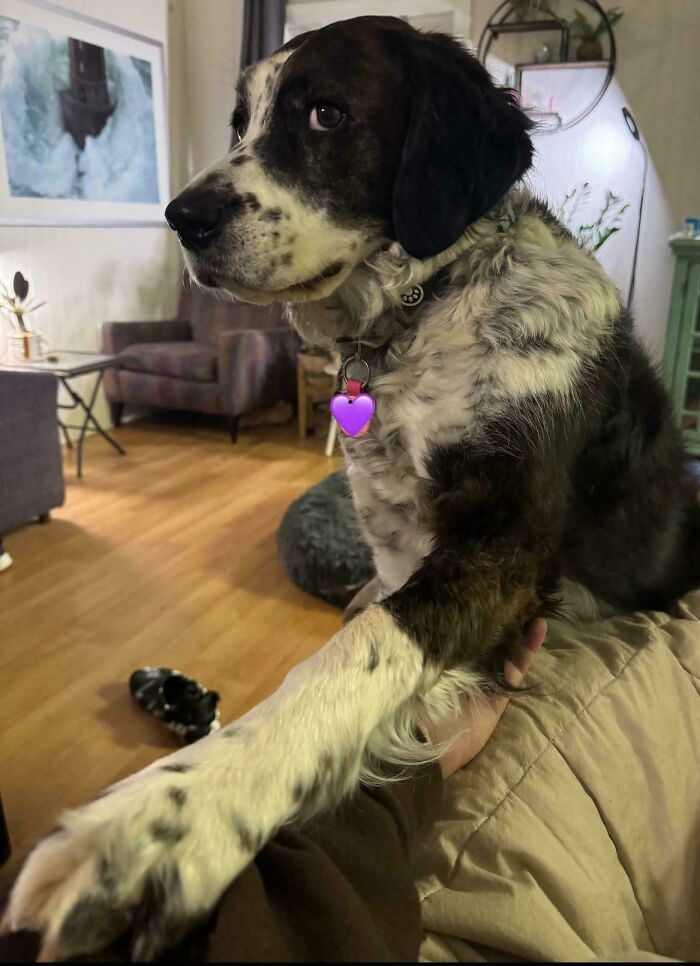 Dog with white and black fur extending its paw indoors, showing how dogs make our lives better and bring comfort.