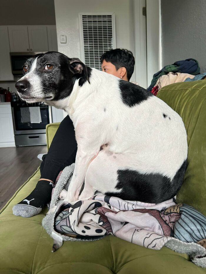 Black and white dog sitting on a couch next to a person, illustrating how dogs make our lives better.