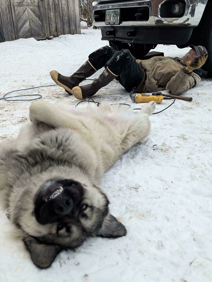 Large dog lying on snowy ground near a man working under a truck, showing how dogs make our lives better.