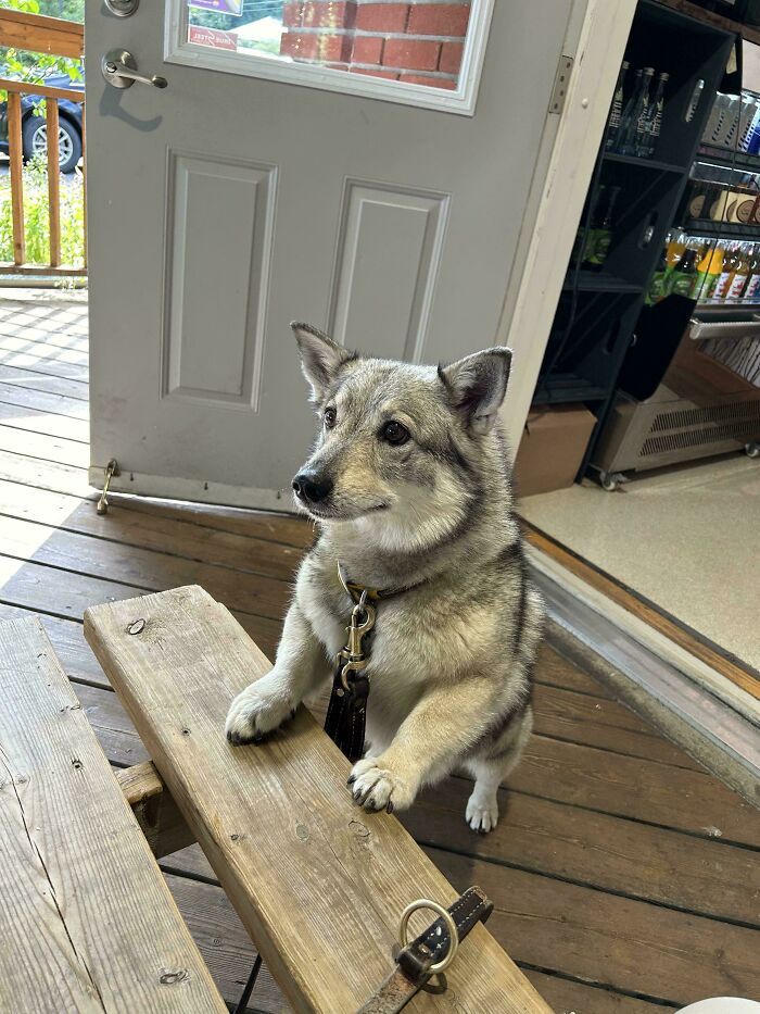 Small dog standing on hind legs with front paws on picnic table, showcasing why dogs make our lives better.