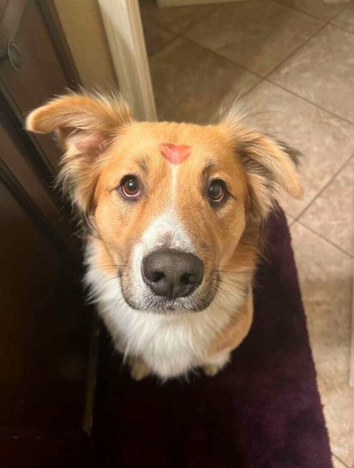 Cute dog with a heart-shaped mark on its forehead looking up, showing why dogs make our lives better.
