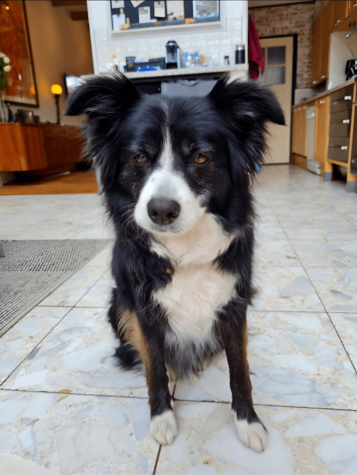 Border collie sitting indoors on tiled floor, showing why dogs make our lives better with their loyal and loving nature.