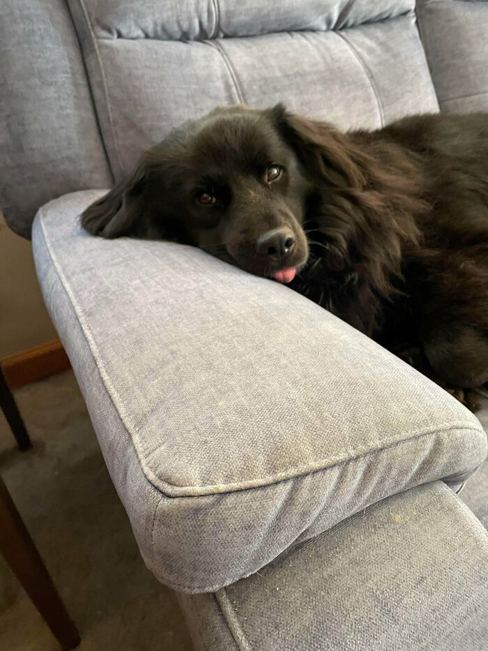 Black dog resting on gray couch armrest, showing how dogs make our lives better with their comforting presence.