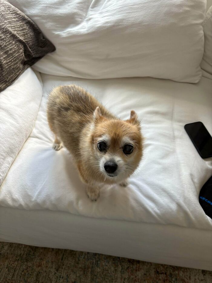 Small dog with tan and white fur looking up while standing on a white couch, showcasing how dogs make our lives better.