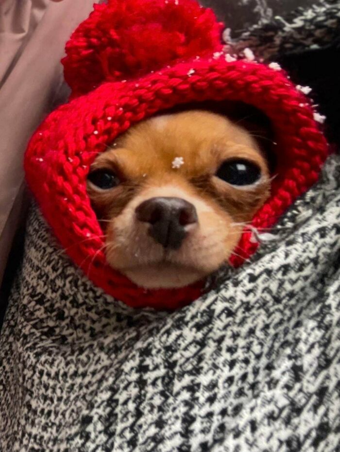 Small dog wearing a red knitted hat with pom-pom, wrapped in a black-and-white blanket, showing how dogs make our lives better.