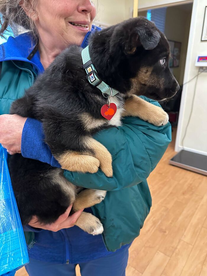 Woman holding a young black and tan puppy indoors, showing how dogs make our lives better with affectionate moments.