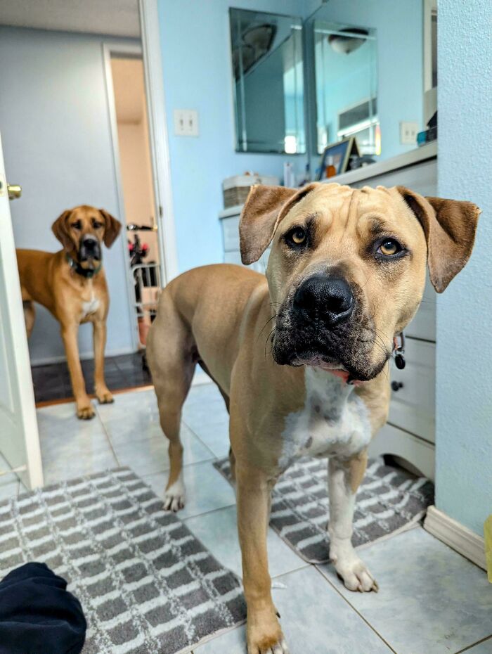 Two dogs standing inside a home, showing how dogs make our lives better with their loyal presence.