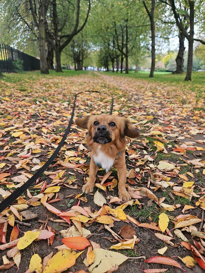 Small dog on leash standing on colorful autumn leaves in a park with trees, showing how dogs make our lives better.