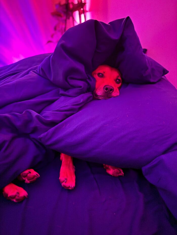 Dog cozily wrapped in blue blankets on a bed with vibrant pink and purple lighting showing dogs make our lives better.