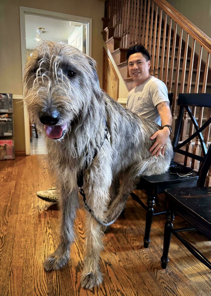 Large fluffy dog standing indoors on hardwood floor with person sitting behind, showcasing how dogs make our lives better.