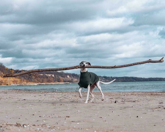 Dog wearing a coat carrying a large stick on a beach, showing how dogs make our lives better outdoors.