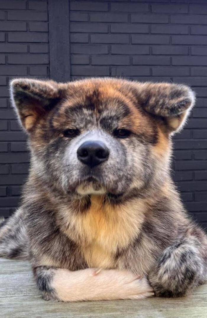 Close-up of a fluffy dog with folded paws against a dark brick wall showing why dogs make our lives better.