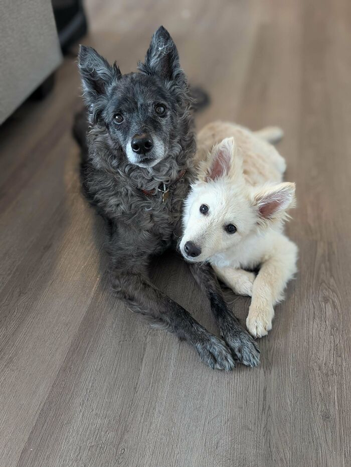 Two dogs lying on a wooden floor together, showing the bond that proves dogs make our lives better.