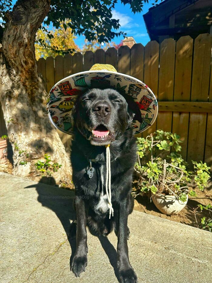 Black dog wearing colorful sun hat, sitting outdoors on sunny day, showing how dogs make our lives better.