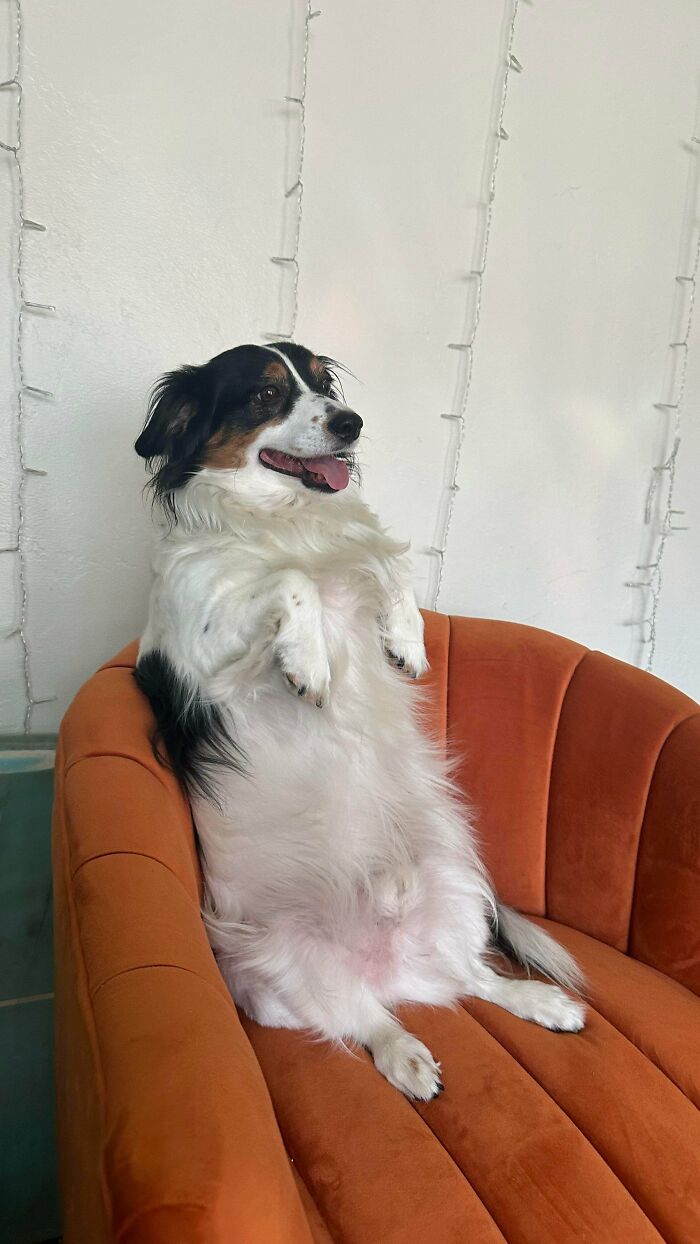 Dog sitting upright on an orange couch with a happy expression, showing how dogs make our lives better.