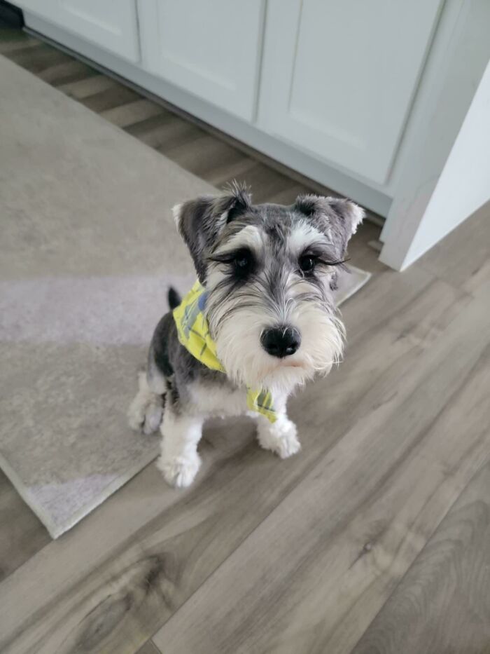 Small dog wearing a yellow bandana sitting on a wooden floor, showcasing how dogs make our lives better.
