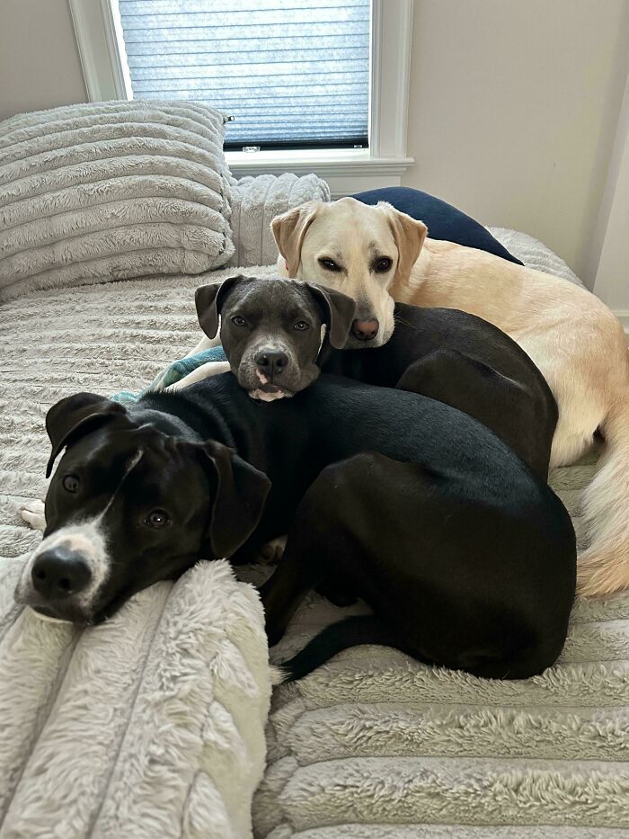 Three dogs lying closely together on a bed showing how dogs make our lives better with their companionship.