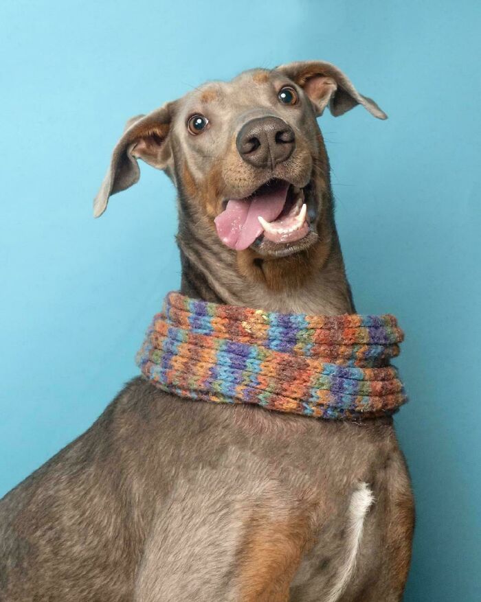 Happy dog wearing a colorful knitted scarf against a blue background, showing how dogs make our lives better.