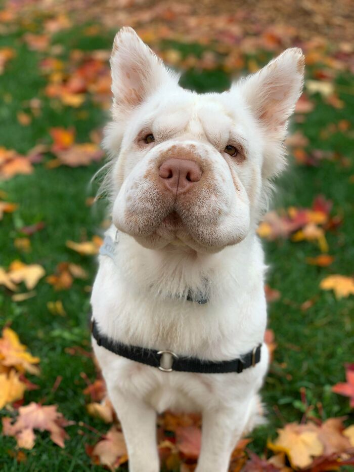 White fluffy dog with a black harness sitting on grass covered with colorful autumn leaves dogs make our lives better
