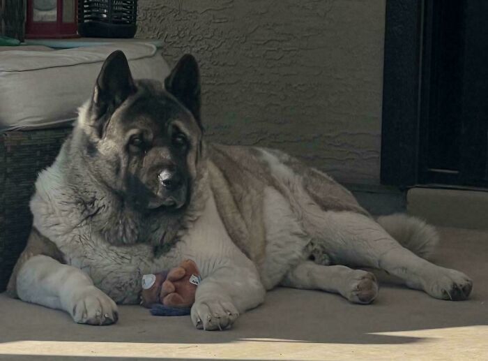 Large dog lying on a porch next to a small stuffed toy, illustrating how dogs make our lives better with companionship.