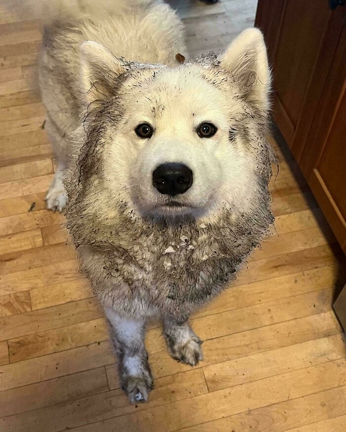White fluffy dog covered in mud standing on a wooden floor showing how dogs make our lives better.