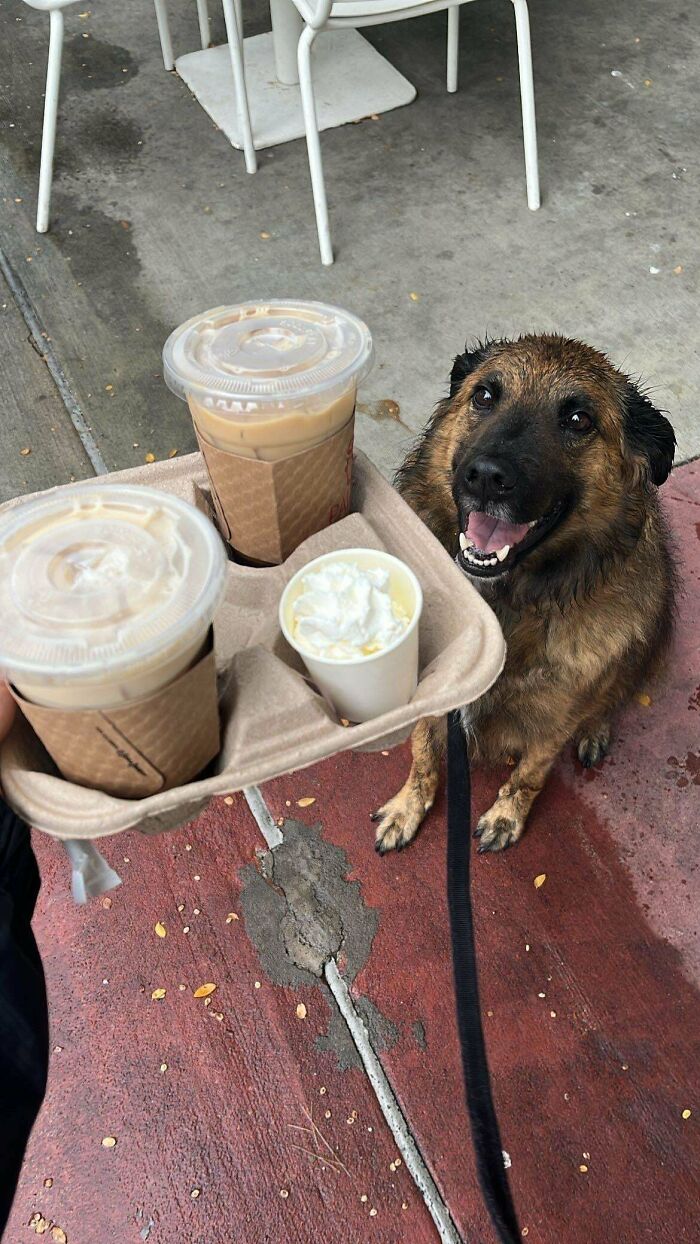 Happy dog sitting on wet pavement next to iced coffee drinks, showcasing how dogs make our lives better every day.