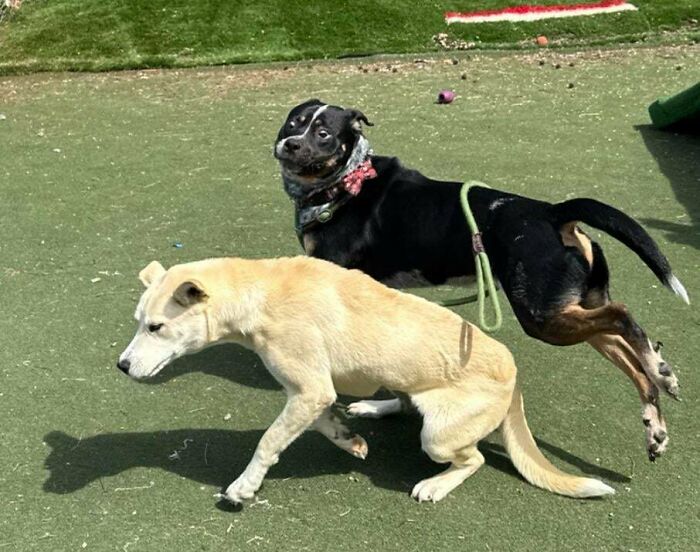 Two playful dogs outdoors on grass, showing joyful energy and interaction that prove dogs make our lives better.