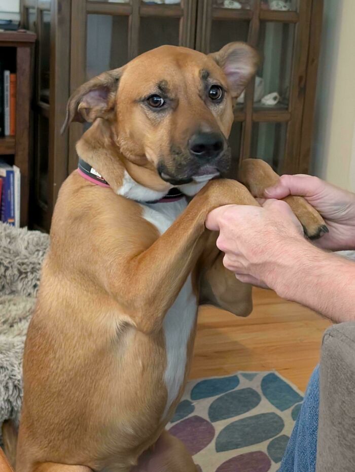 Brown dog holding hands with a person indoors, showing bond and affection, proving dogs make our lives better.