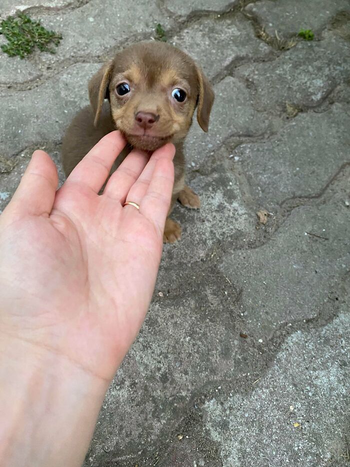 Tiny brown puppy looking up while being gently held under the chin outdoors, showcasing how dogs make our lives better.